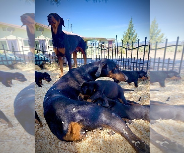 Medium Photo #15 Doberman Pinscher Puppy For Sale in HAMMOND RANCH, CA, USA