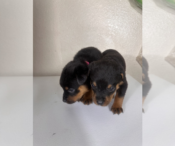 Medium Photo #2 Rottweiler Puppy For Sale in PLEASANTON, CA, USA
