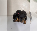 Small #1 Rottweiler
