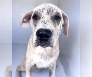 Catahoula Leopard Dog Dogs for adoption in Houston, TX, USA