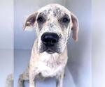 A663176 - Female Catahoula Leopard Dog Dog for Adoption - Small photo
