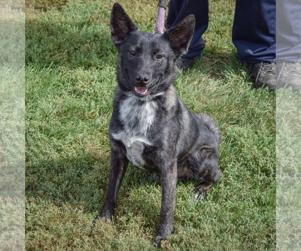 Medium Photo #4 Schipperke-Unknown Mix Puppy For Sale in Huntley, IL, USA