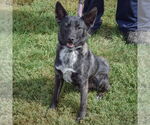 Small #3 Schipperke Mix