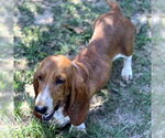 Small #2 Basset Hound
