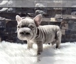 Small #6 French Bulldog