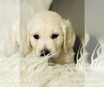 Small Photo #20 Golden Retriever Puppy For Sale in FORT STEILACOOM, WA, USA