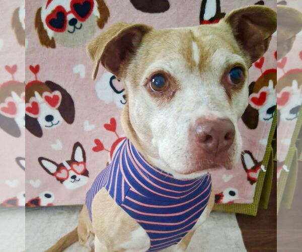 Medium Photo #1 Beagle-Unknown Mix Puppy For Sale in Spring Lake, NC, USA