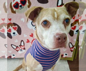 Beagle-Unknown Mix Dogs for adoption in Spring Lake, NC, USA