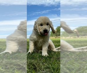 English Cream Golden Retriever Puppy for Sale in WHITE HOUSE, Tennessee USA