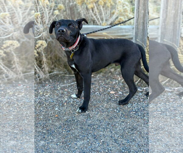 Medium Photo #3 Mutt Puppy For Sale in Sandy, UT, USA
