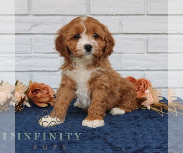 Medium Photo #2 Cavapoo (Miniature) Puppy For Sale in NARVON, PA, USA