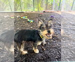 Small Mutt