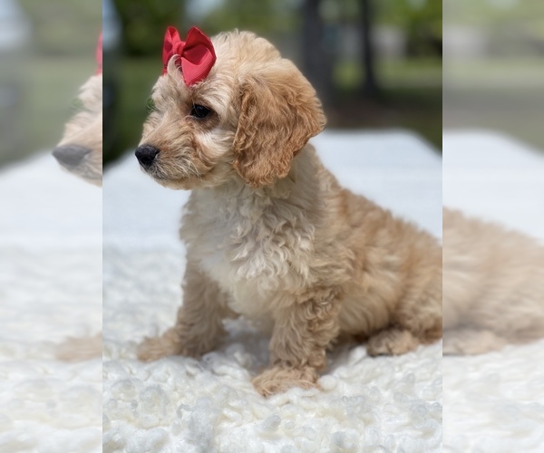 Medium Photo #10 Goldendoodle Puppy For Sale in FROSTPROOF, FL, USA