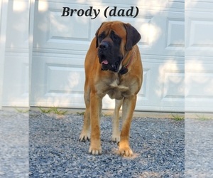 Father of the Mastiff puppies born on 07/01/2023