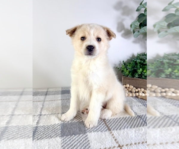 Medium Photo #3 Miniature Australian Shepherd-Pomeranian Mix Puppy For Sale in GREENFIELD, IN, USA