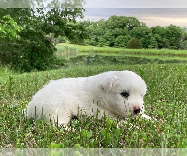 Medium Photo #3 Miniature American Eskimo Puppy For Sale in DOWNING, MO, USA