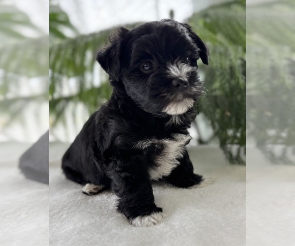 Medium Photo #11 Morkie Puppy For Sale in ROCK STREAM, NY, USA