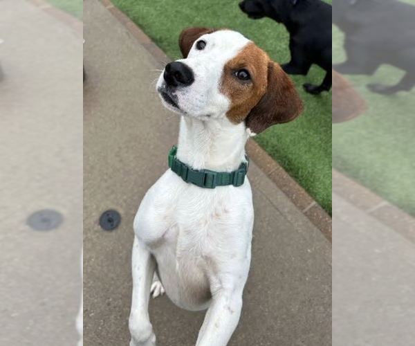 Medium Photo #5 Parson Russell Terrier-Unknown Mix Puppy For Sale in Decatur, GA, USA