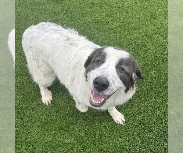 Medium Photo #8 Saint Pyrenees Puppy For Sale in San Diego, CA, USA