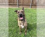 Small #1 American Pit Bull Terrier Mix
