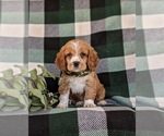 Small Photo #6 Cocker Spaniel Puppy For Sale in NEW HOLLAND, PA, USA