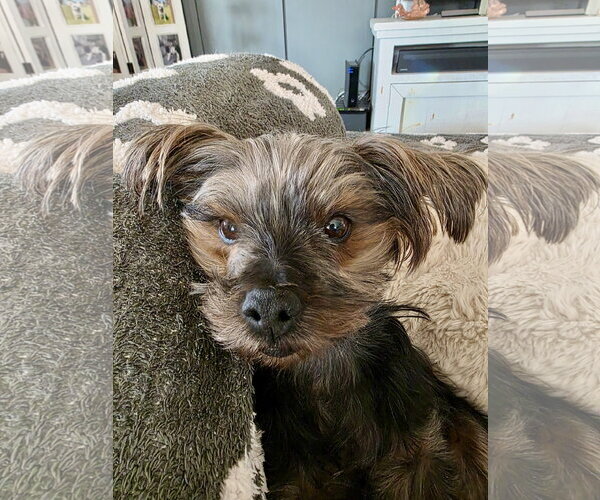 Medium Photo #6 Mutt Puppy For Sale in St. Louis Park, MN, USA