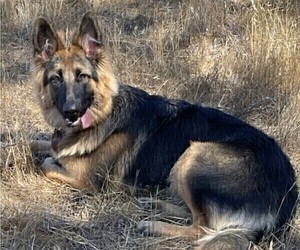 Mother of the King Shepherd puppies born on 12/10/2025