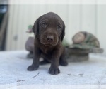 Puppy Zipper Labrador Retriever