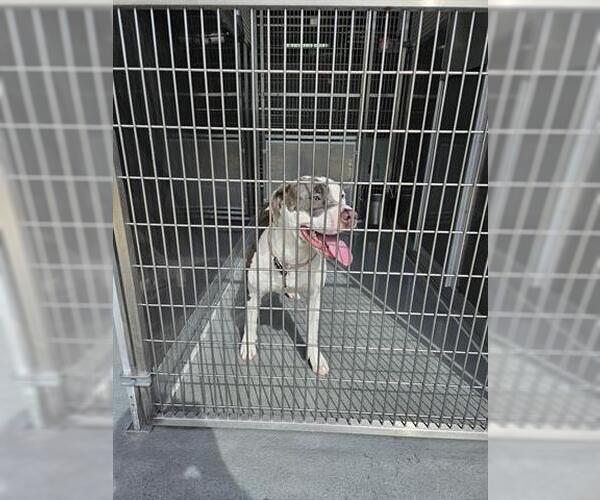 Medium Photo #1 American Pit Bull Terrier-Unknown Mix Puppy For Sale in Norfolk, VA, USA