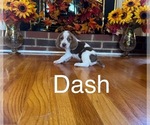 Puppy Dash Beagle