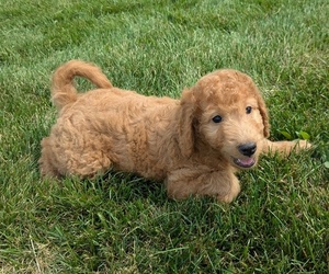 Irish Doodle-Poodle (Miniature) Mix Puppy for sale in GOSHEN, IN, USA