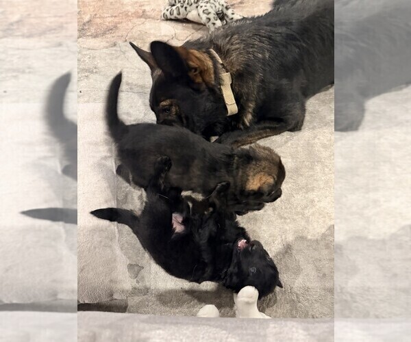 Medium Photo #7 German Shepherd Dog Puppy For Sale in BRIGHTON, CO, USA