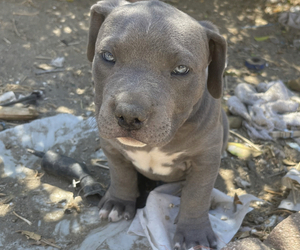 American Bully Puppy for sale in PACOIMA, CA, USA
