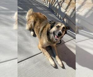 Border Collie-Siberian Husky Mix Dogs for adoption in Baytown, TX, USA