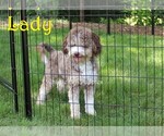 Small Photo #1 Bernedoodle (Miniature) Puppy For Sale in DENVER, PA, USA