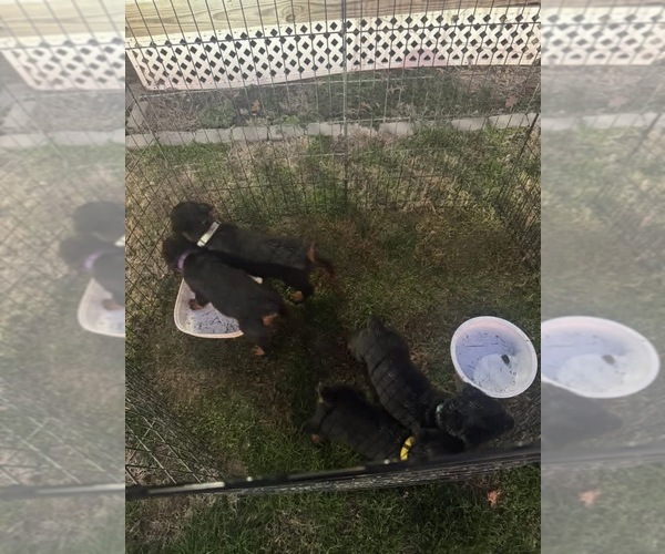 Medium Photo #1 Rottweiler Puppy For Sale in BELLEVILLE, IL, USA