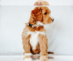 Small Photo #2 Goldendoodle Puppy For Sale in LIVINGSTON, TX, USA
