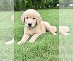 Small #1 Golden Retriever