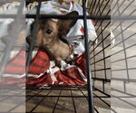 Small #1 Chihuahua Mix