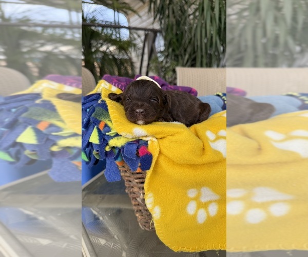 Medium Photo #3 Labradoodle Puppy For Sale in FRESNO, CA, USA