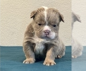 English Bulldog Puppy for sale in NEW YORK, NY, USA