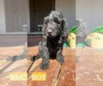 Puppy 3 Greater Swiss Mountain Dog-Poodle (Standard) Mix