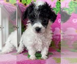 Small Photo #3 Poodle (Toy) Puppy For Sale in BROWNSVILLE, KY, USA