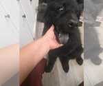Small Photo #3 Chow Chow Puppy For Sale in Dana Point, CA, USA