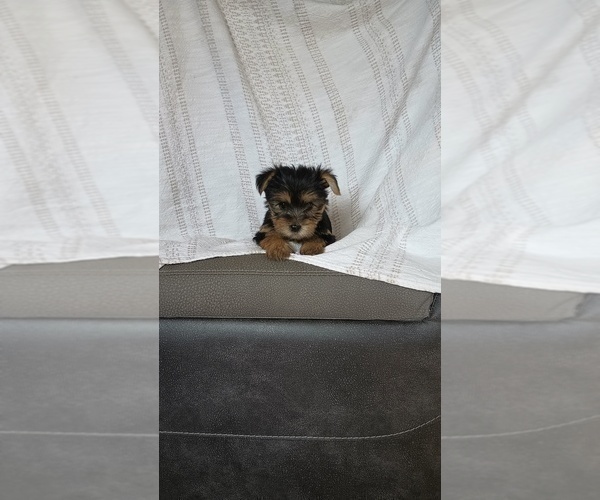 Medium Photo #20 Yorkshire Terrier Puppy For Sale in BENSON, NC, USA