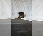 Small Photo #20 Yorkshire Terrier Puppy For Sale in BENSON, NC, USA