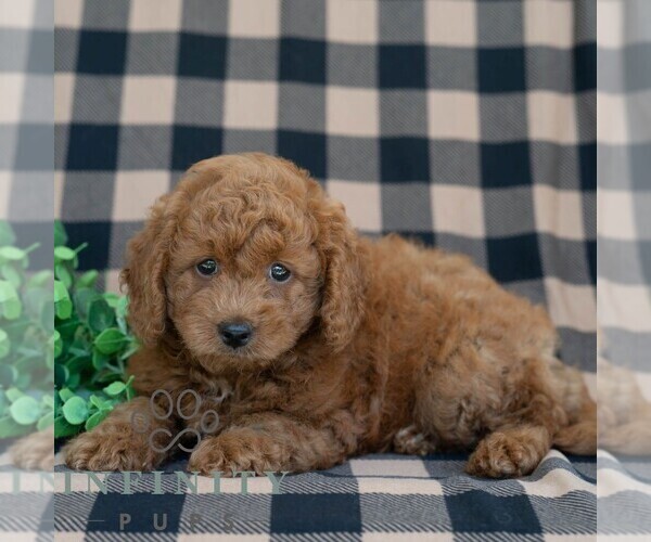 Medium Photo #3 Poodle (Miniature) Puppy For Sale in DORNSIFE, PA, USA