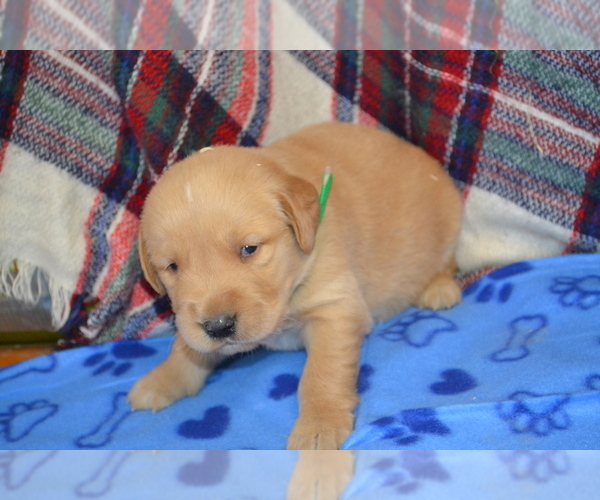 Medium Photo #29 Golden Retriever Puppy For Sale in OWEN, WI, USA