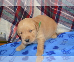 Puppy 8 Golden Retriever