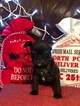 Small Photo #3 French Bulldog Puppy For Sale in PURDY, MO, USA